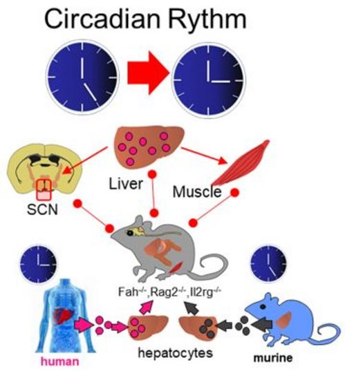 揭秘：人类有多少个生物钟，为何影响我们的行为和健康?