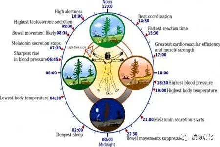 揭秘：人类有多少个生物钟，为何影响我们的行为和健康?