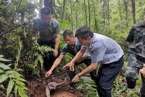 广东樟木头林场再传重大发现：中华穿山甲被成功抢救并放归大自然