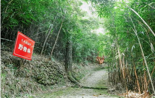 广东樟木头林场再传重大发现：中华穿山甲被成功抢救并放归大自然