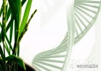 中国科学家揭示野生水稻10万年连续演化史，教你如何驯化并理解其历史演变过程