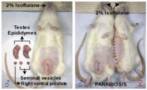 中国科学家的猪肝移植手术延期：为何是迟到的成功？