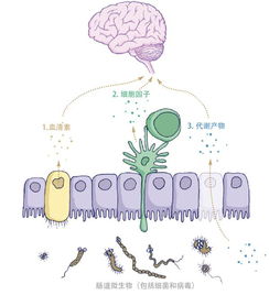 大脑中的微生物群: 你的认知功能与我们的秘密生物伙伴