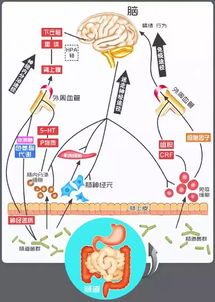 大脑中的微生物群: 你的认知功能与我们的秘密生物伙伴