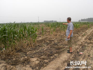 男子投诉数十亩小麦遭凌晨开镰割走，当地警方已介入调查