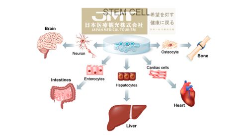 日本研究人员成功培育出具有分裂能力的干细胞，用于生产可分化为精子和卵子的细胞