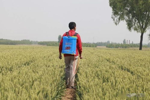 揭秘几十亩小麦凌晨被大规模开割，竟是村民与公司土地播种纠纷引起