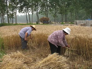 揭秘几十亩小麦凌晨被大规模开割，竟是村民与公司土地播种纠纷引起