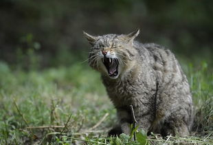 为何梦到自己被猫咬？解析与启示