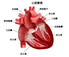 可怕的心脏检查提示：两个关键指标可能异常，但不一定意味着心脏病