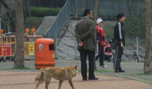 男童狂犬疫苗无法防止狗狗咬伤后的死亡：原因揭示