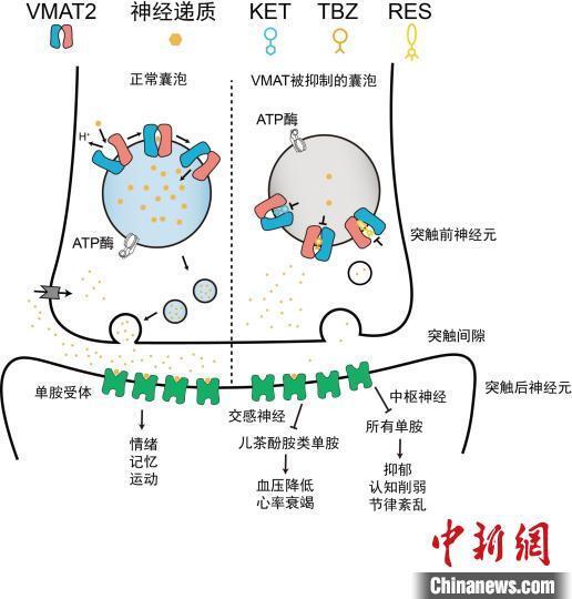 科学家揭示大脑控制情绪的秘密图谱：一次全面解析