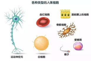 科学家揭示大脑控制情绪的秘密图谱：一次全面解析