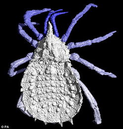 亿万年过去，科学家在古老化石中发现了蝎子和蜘蛛最早的共同祖先
