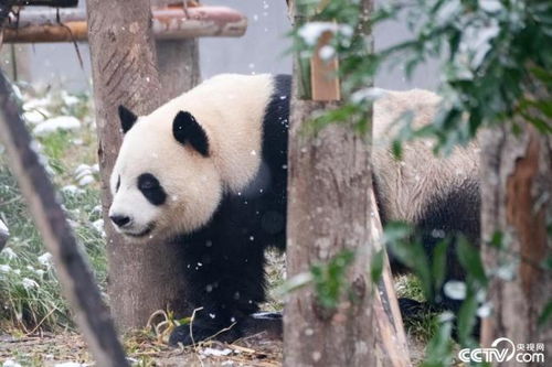 成都高温下，大熊猫停止户外活动，住进空调房过清凉生活