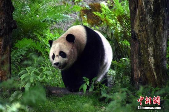 成都高温下，大熊猫停止户外活动，住进空调房过清凉生活