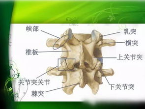 关键预警：关注脊椎病，让你的腰背健康无忧