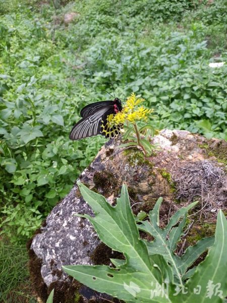 湖北神农架首次发现珍稀植物‘伟烈报春’