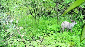 湖北神农架首次发现珍稀植物‘伟烈报春’