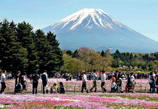 富士山罗森游客暴增引发当地不满：黑幕遮挡现象日益严重