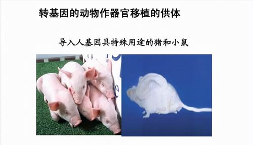 中国成功进行全球首例猪肝移植，中美异种移植领先全球

世界级难题迎刃而解！中国首例猪肝移植成功！中美异种移植水平接轨世界