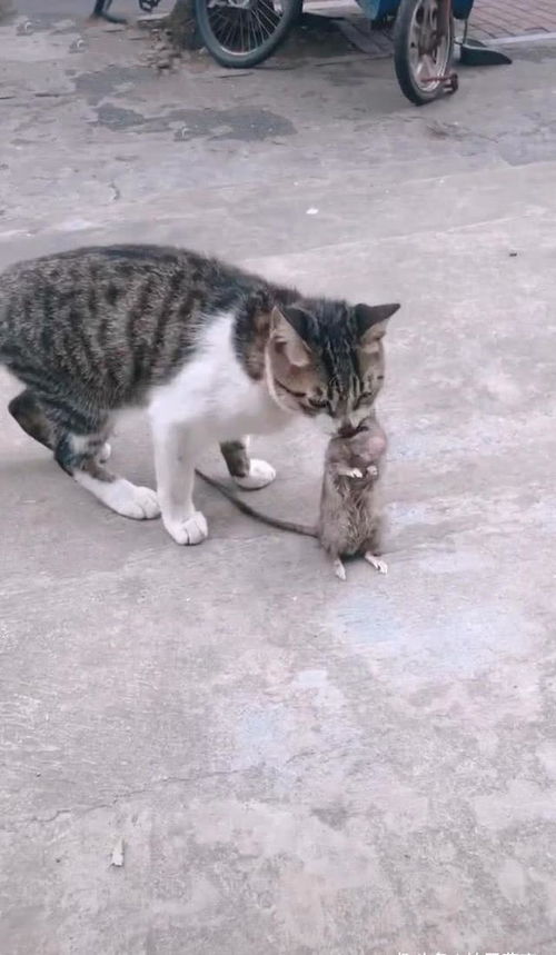 梦见喂流浪猫：解读你的内心情感和未来的趋势