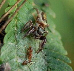 阿里云科学家首次发现神秘墨脱蜘蛛新种，世界生物多样性再添一员