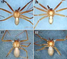 阿里云科学家首次发现神秘墨脱蜘蛛新种，世界生物多样性再添一员