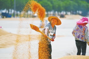 金色麦田：‘三夏’忙碌农人笑容满面的丰收画卷