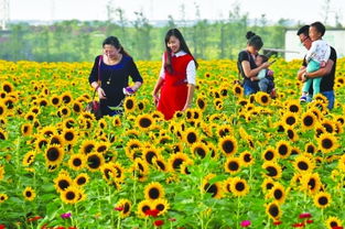 金色麦田：‘三夏’忙碌农人笑容满面的丰收画卷