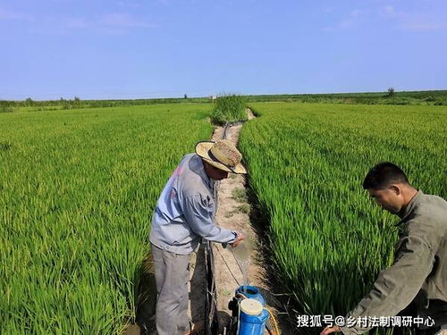 揭秘：殿龙公司19款假劣农药化肥的揭露，从大连农业部门包庇手法解析