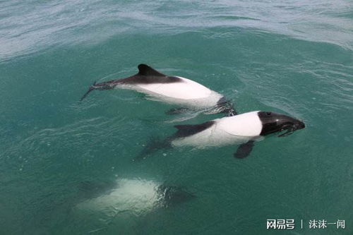 探索未知：跟随海洋四足生物——世界上最稀有的海豚之旅