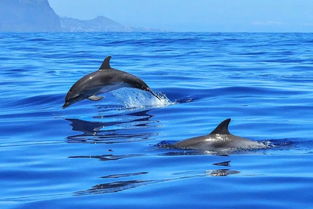 探索未知：跟随海洋四足生物——世界上最稀有的海豚之旅