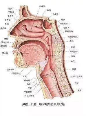 吞咽困难、声嘶哑与食道癌：警惕以上症状，要警惕早期风险！

了解更多关于吞咽问题的详细信息和防止食道癌的建议。