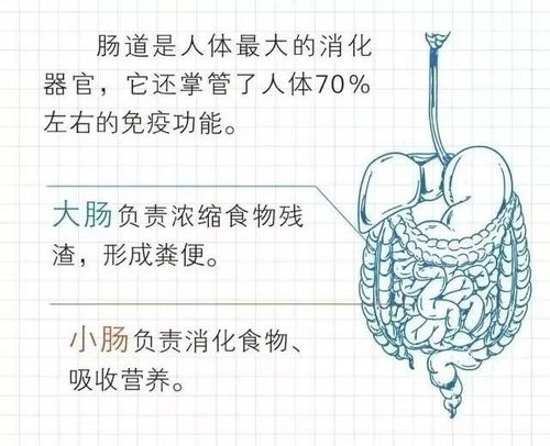 轻松检测肠道健康状况，20道问题助您了解肠道工作原理