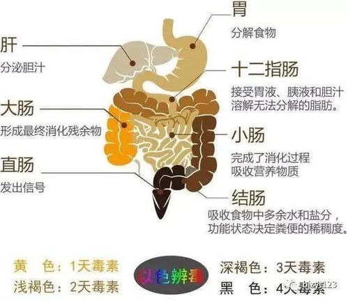 轻松检测肠道健康状况，20道问题助您了解肠道工作原理