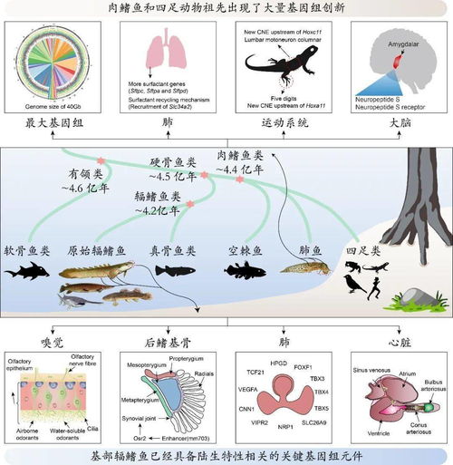 科学家在无脑水生生物中揭示了食欲的古老起源