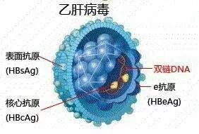 科学家揭示：乙型肝炎的新威胁，正在被严密监控