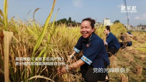 新闻播报：探索夏季农田丰收的精彩瞬间，尽在‘新华全媒+高清大图看夏收’