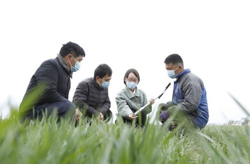 新闻播报：探索夏季农田丰收的精彩瞬间，尽在‘新华全媒+高清大图看夏收’