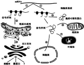 中美科研团队揭示迄今为止最精确的线粒体蛋白质结构图