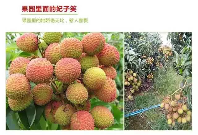 妃子笑再现：今夏荔枝价已稳，荔枝自由可期