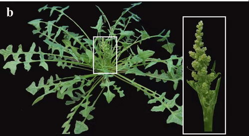 优质菠菜野生种基因组序列的发布：为科学研究提供新的启示