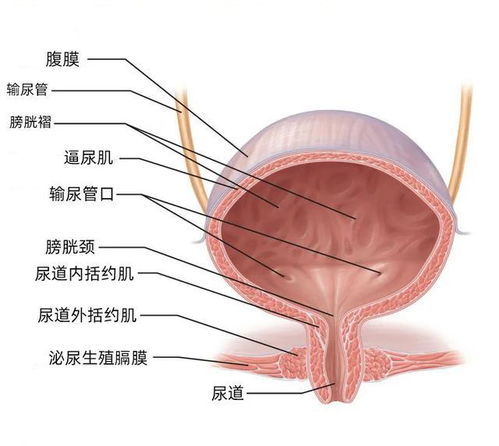 尿路感染的常见误区与对策：了解易感人群的原因及治疗方法