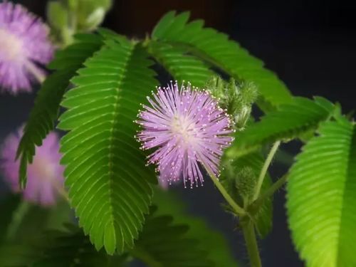 《六一》儿童节：神秘的「含羞草」，武汉园林专家科普气象知识

含羞草预测未来：武汉园林专家为小朋友们解析气象奇观——含羞草讲解会