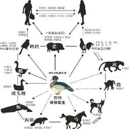 美国禽流感疫情迅速扩散：跨物种传播与人类感染风险的日益凸显