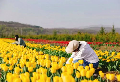 带你穿越知识的海洋：了解七河流域、河中地区和呼罗珊傻傻分不清的世界