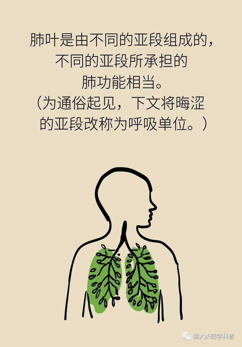 切掉肺叶后，肺功能的严重程度与恢复方式的影响分析