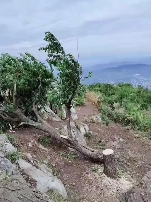 湖北襄阳60余年‘网红树’被砍，当地政府正在寻找砍树者和树木现状