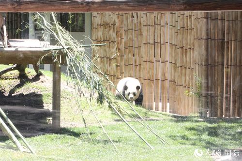 旅西大熊猫“茱萸”“金喜”首次在马德里动物园公开亮相